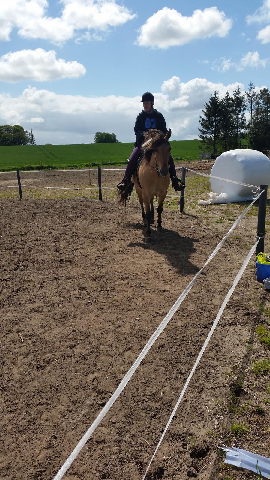Anden særlig race Lille Kalle billede 7