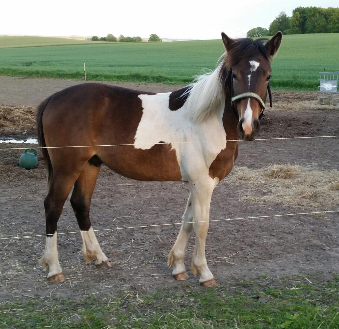 Anden særlig race Walker billede 6