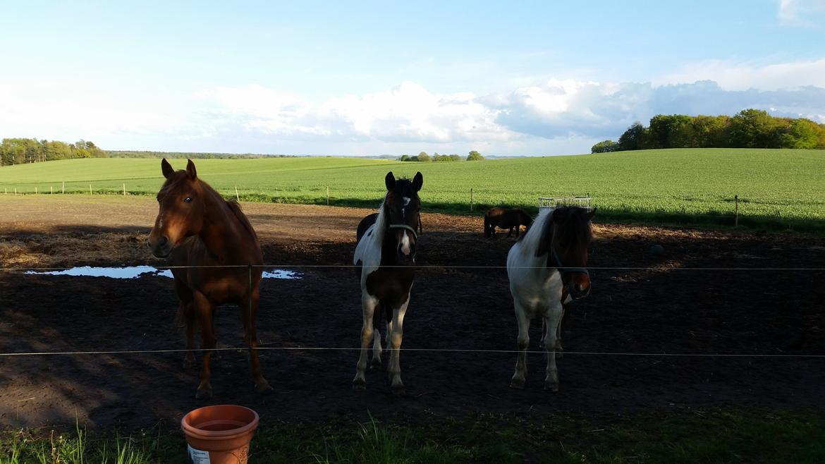 Anden særlig race Walker billede 9