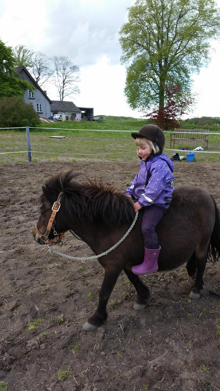 Anden særlig race Amanda billede 9