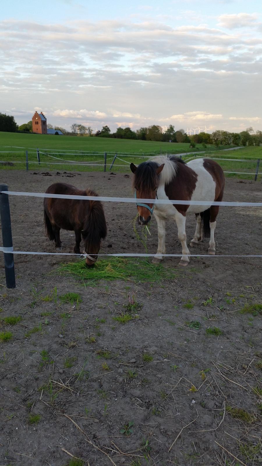 Anden særlig race Amanda billede 8