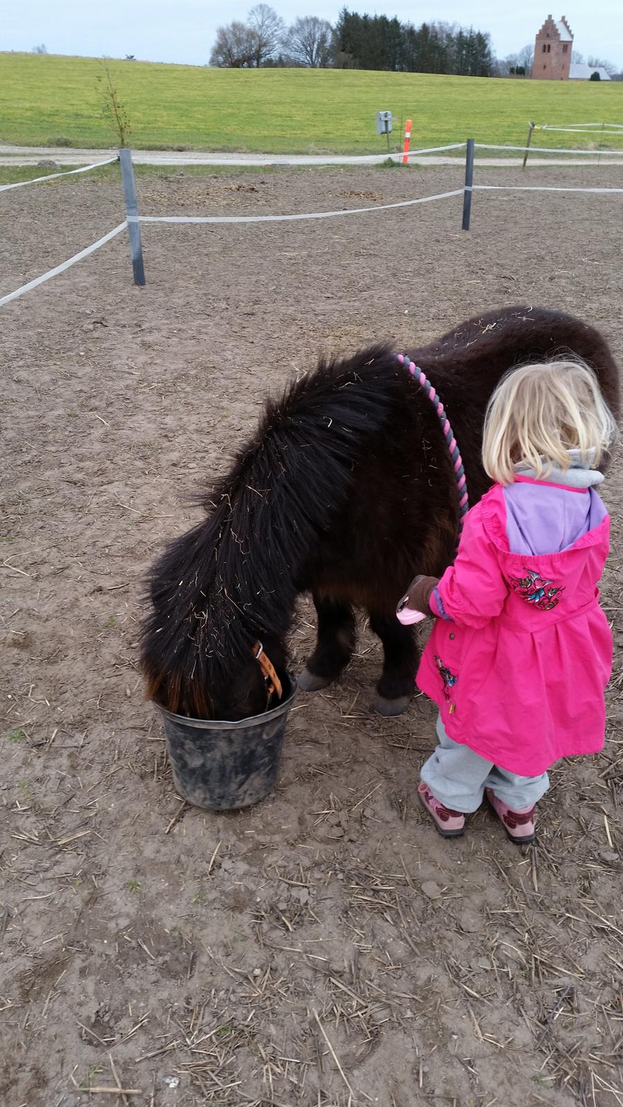 Anden særlig race Amanda billede 15