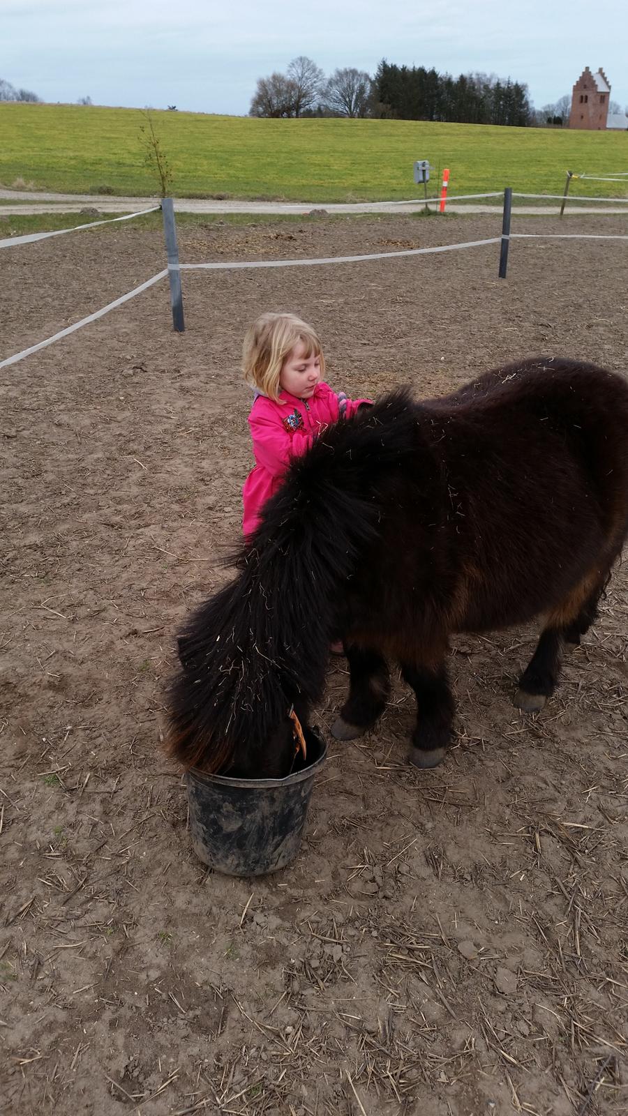 Anden særlig race Amanda billede 14