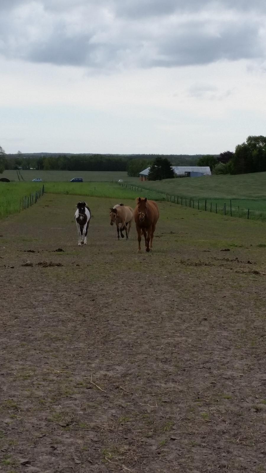 Quarter Rose (Langagergård) billede 11