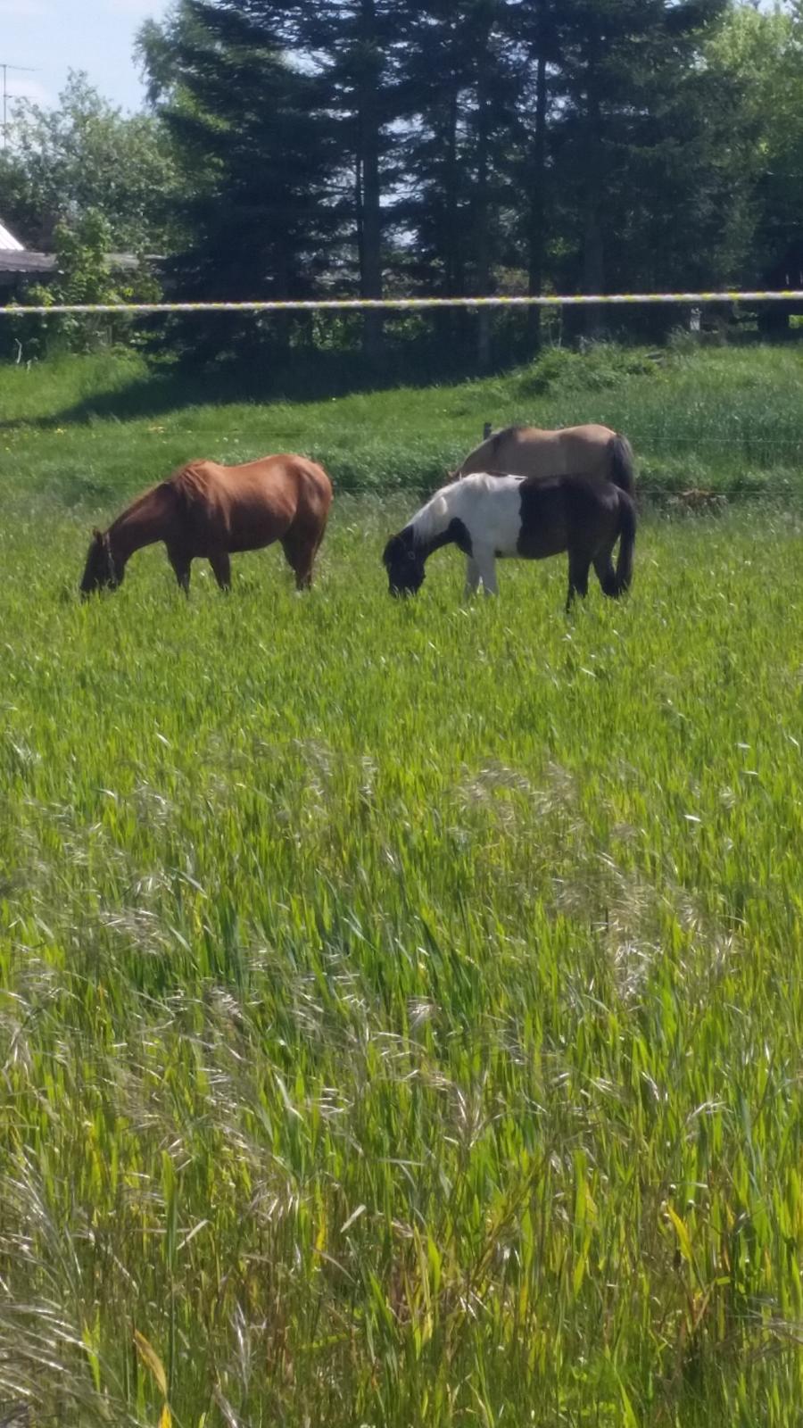 Quarter Rose (Langagergård) billede 12