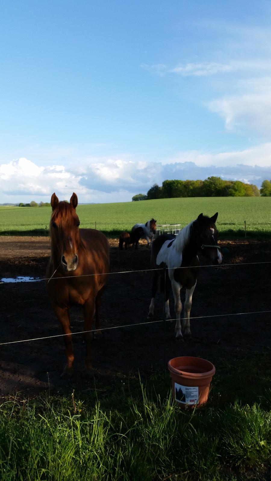 Quarter Rose (Langagergård) billede 14