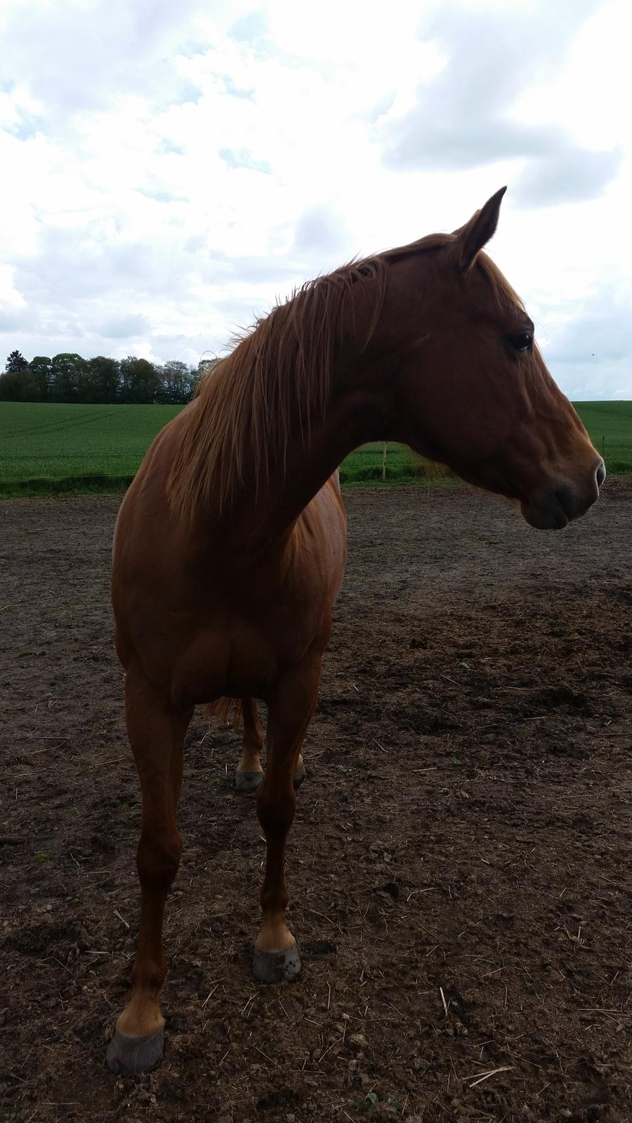 Quarter Rose (Langagergård) billede 13