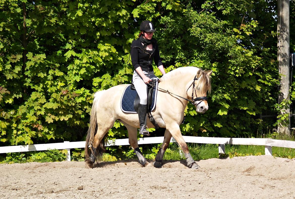 Fjordhest Isabella billede 17