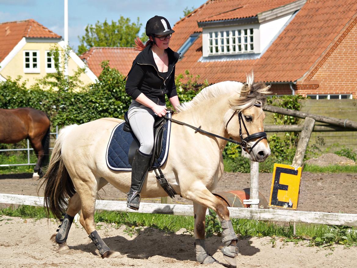 Fjordhest Isabella billede 20