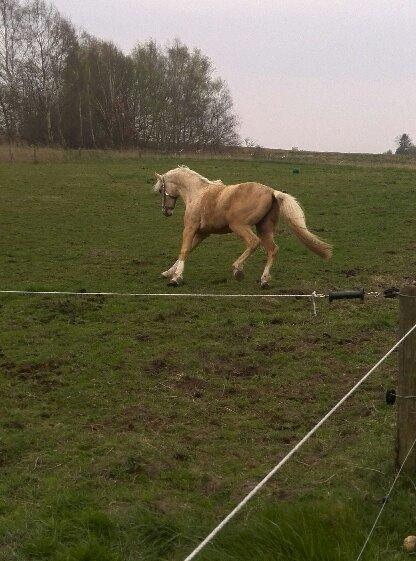 Palomino RAINBOW HAPPY END - Første tur på fold, på Sjælland. billede 4