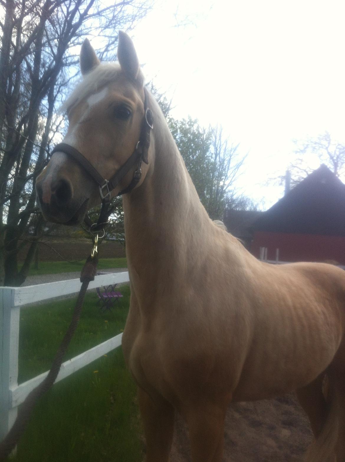 Palomino RAINBOW HAPPY END - D.02.05.15 billede 3