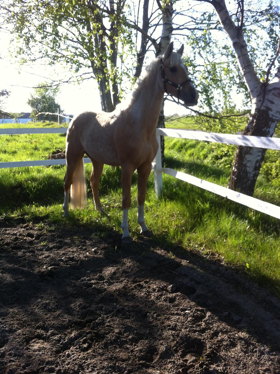 Palomino RAINBOW HAPPY END - D. 10.05.15 billede 2
