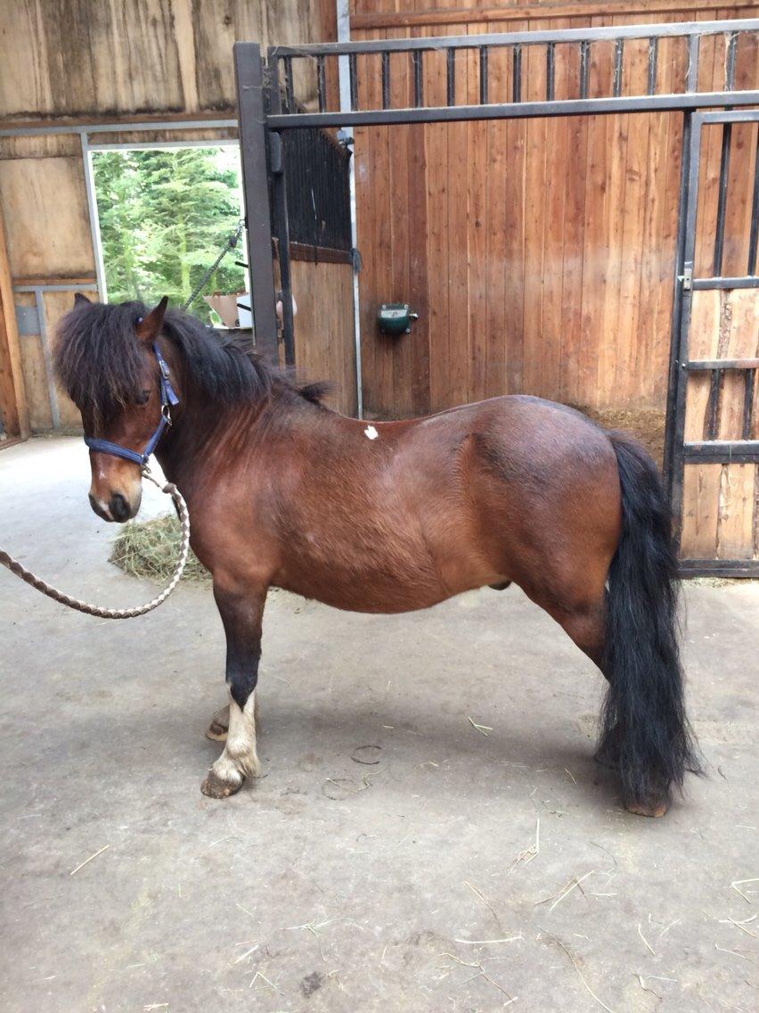 Shetlænder Lehnskovs Ibrahim (Ib) billede 8