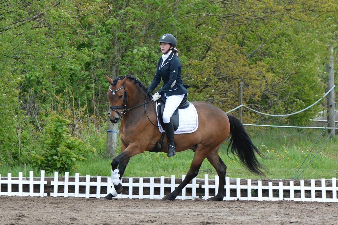 New Forest Kvægenbjergs Mark| Basse<3 - Love is just a word until someone comes along and gives it meaning<3 billede 11