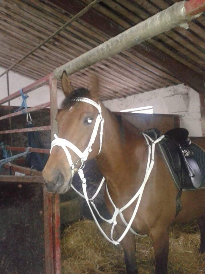 Anden særlig race *L*A*I*K*A* billede 15