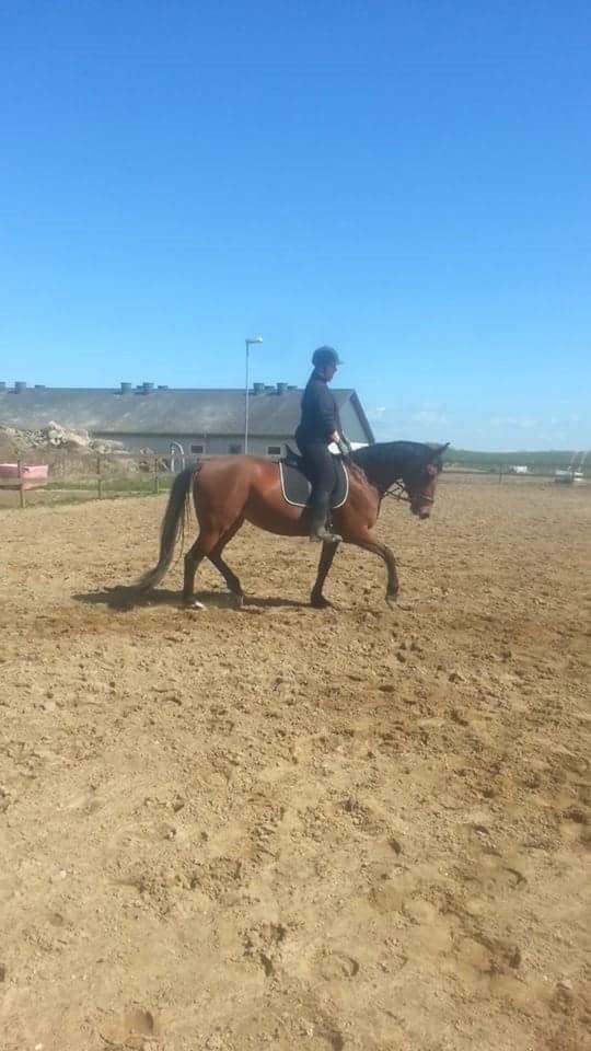 Anden særlig race *L*A*I*K*A* billede 16