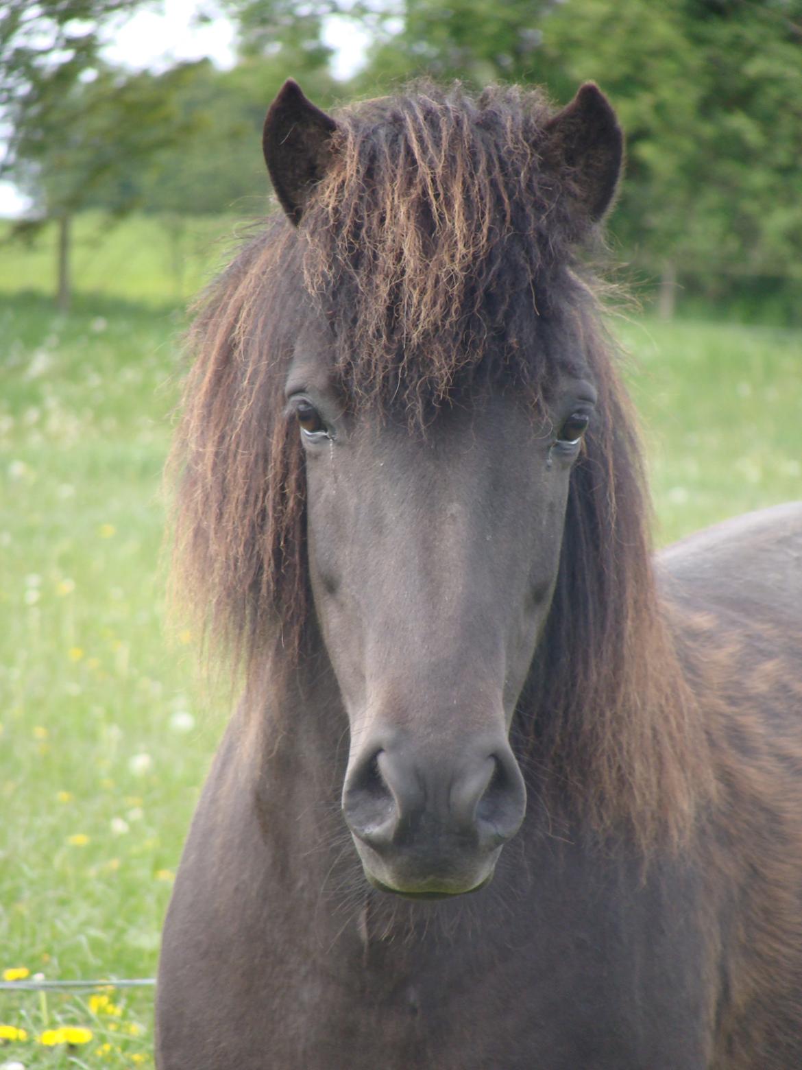 Islænder Fina fra Døesbæk billede 23