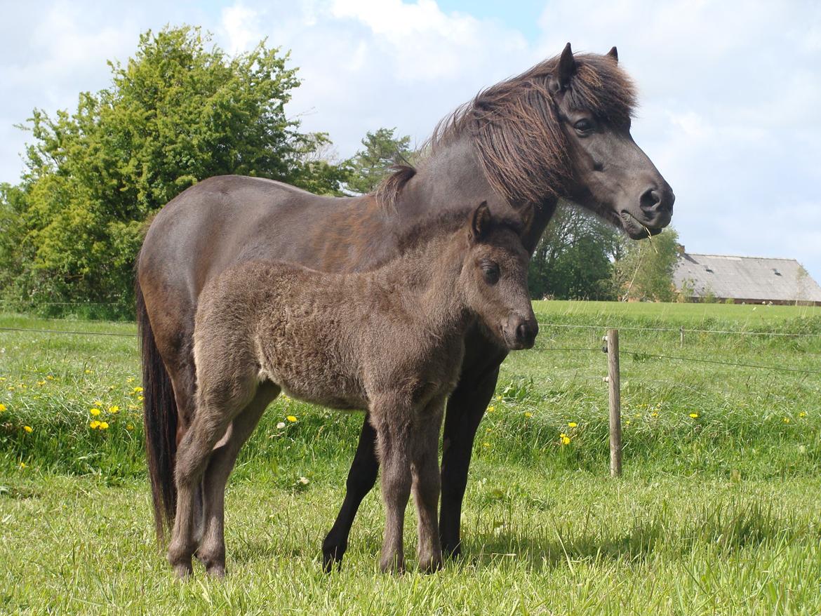 Islænder Fina fra Døesbæk billede 12