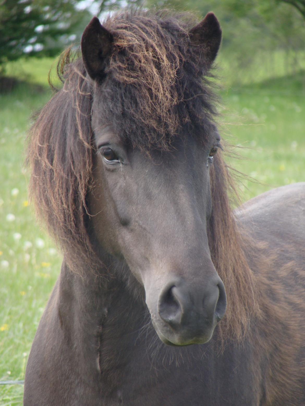 Islænder Fina fra Døesbæk billede 4