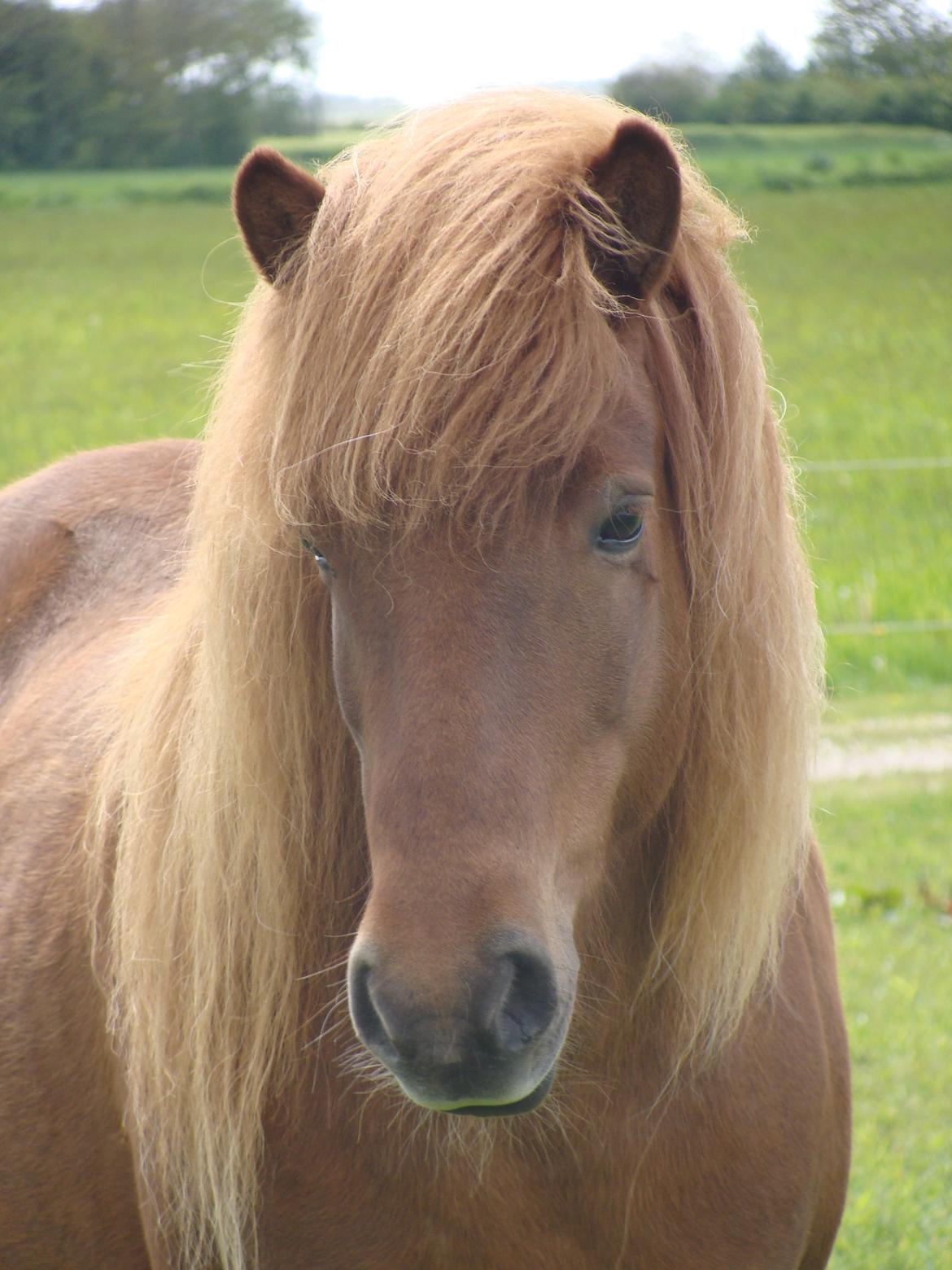 Islænder Skutla fra Anglesey billede 7