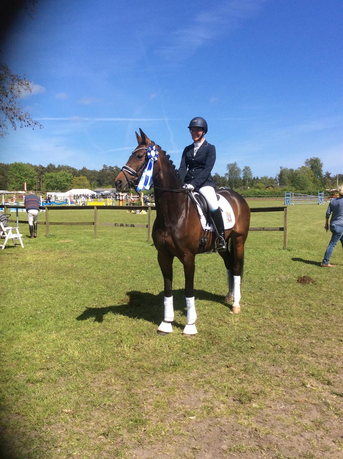 Dansk Varmblod Elmegaard´s Quote Me billede 19