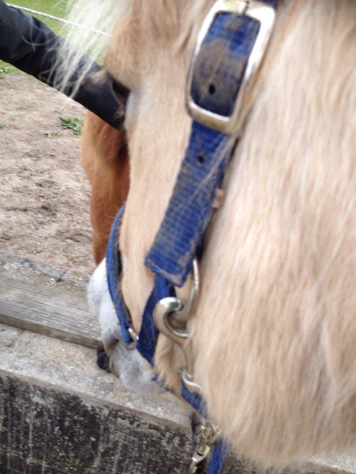 Fjordhest Sille "SOLGT" billede 1