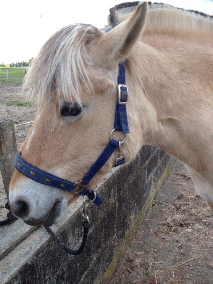 Fjordhest Sille "SOLGT" billede 2