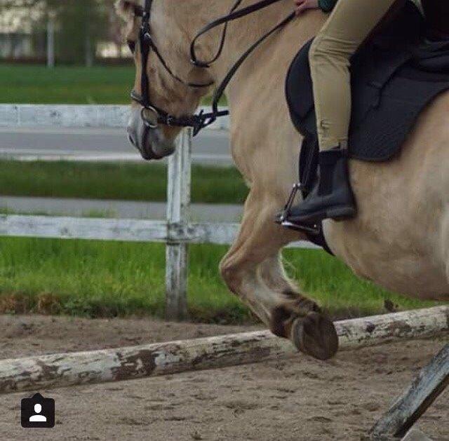 Fjordhest Sille "SOLGT" billede 3