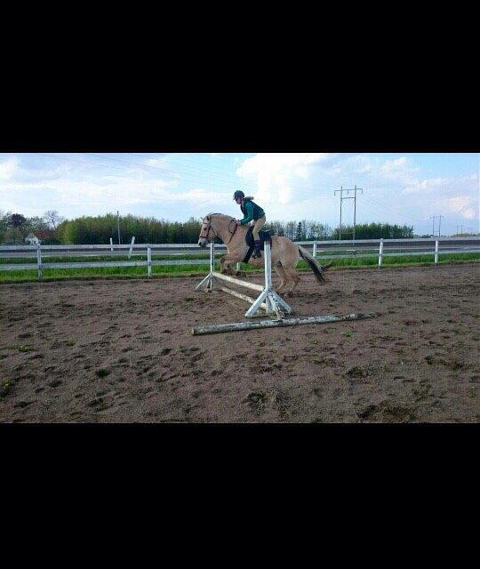 Fjordhest Sille "SOLGT" billede 5