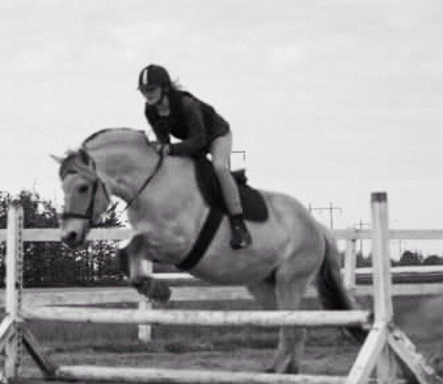 Fjordhest Sille "SOLGT" billede 4