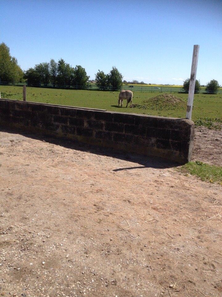 Fjordhest Sille "SOLGT" billede 6