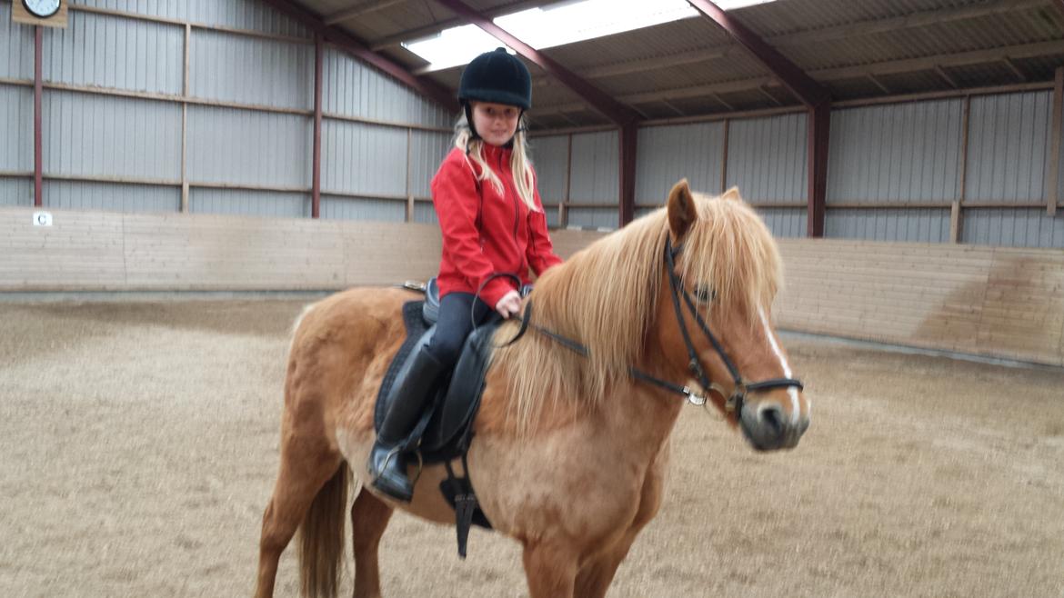 Islænder Alina billede 3