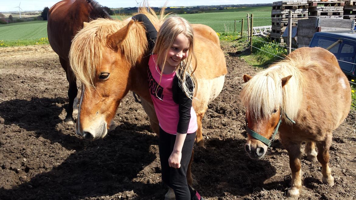 Islænder Alina billede 4