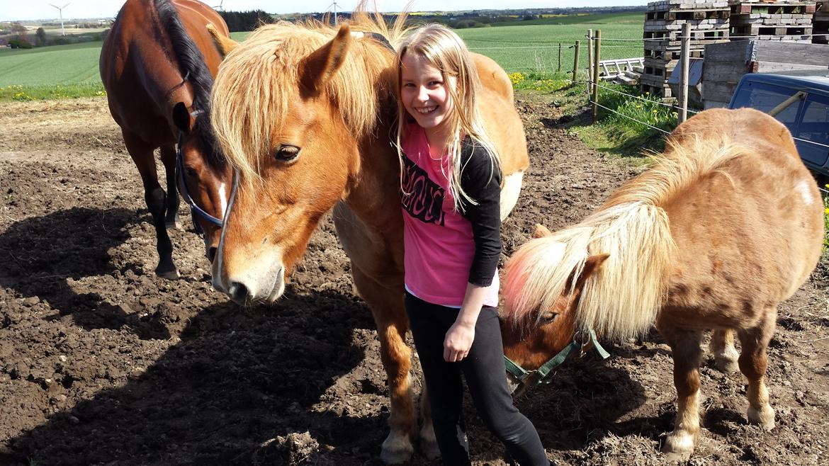 Islænder Alina billede 5