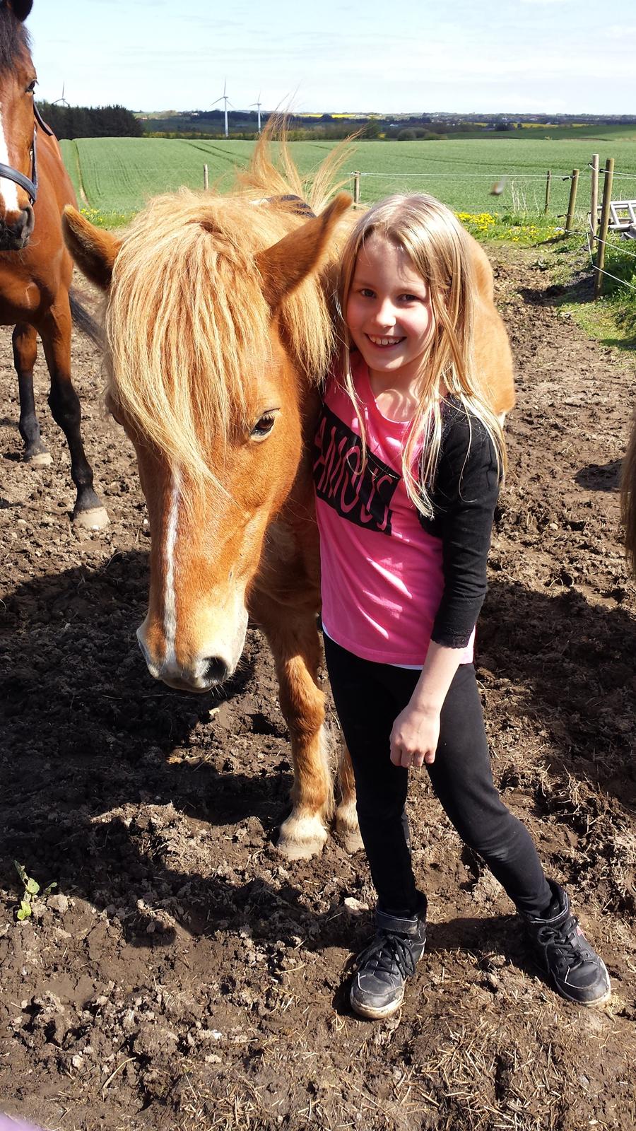 Islænder Alina billede 8