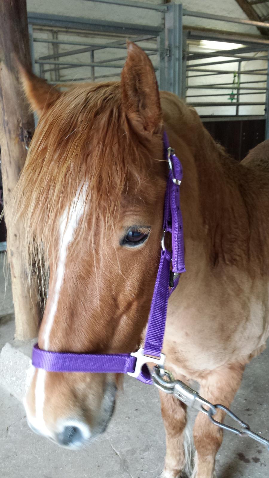 Islænder Alina billede 10