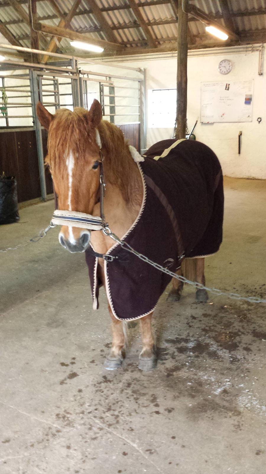 Islænder Alina billede 11