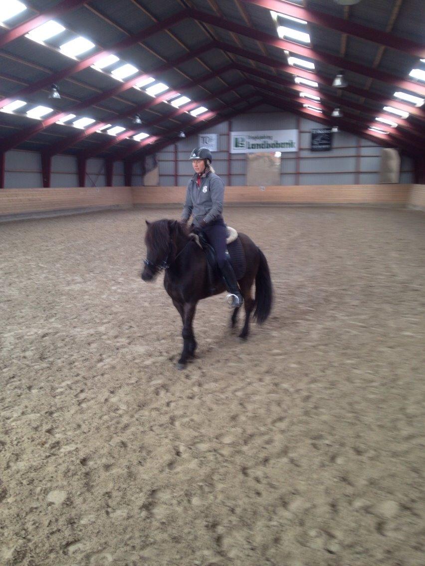 Islænder Blængur fra Hindø billede 13