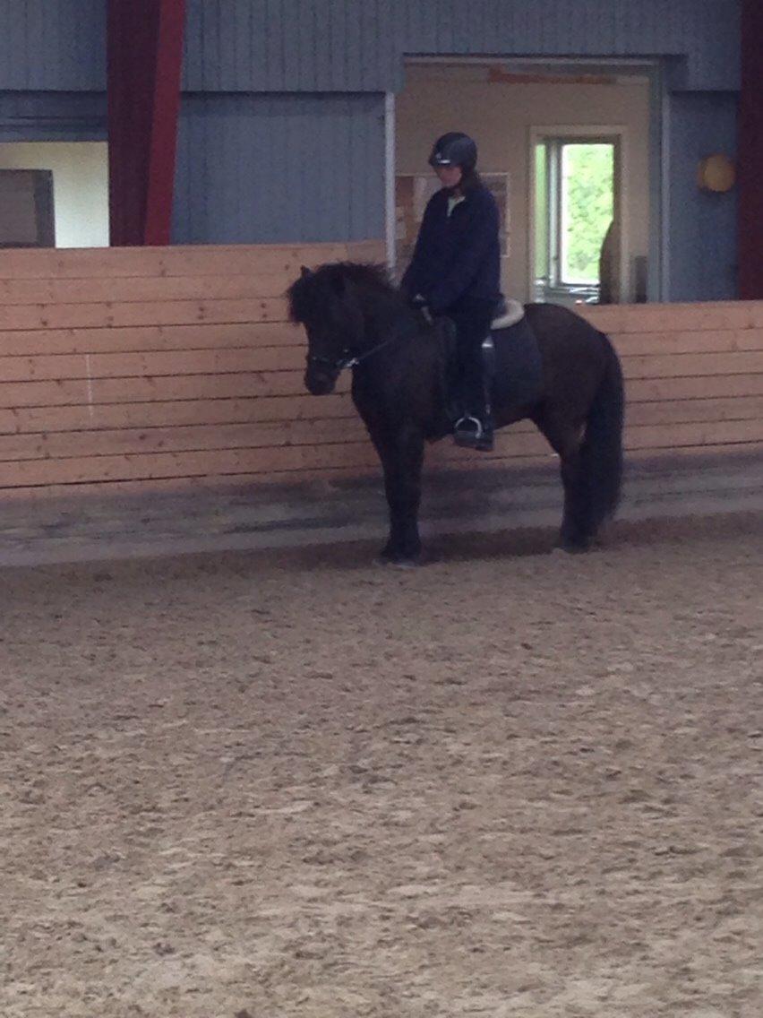 Islænder Blængur fra Hindø billede 14