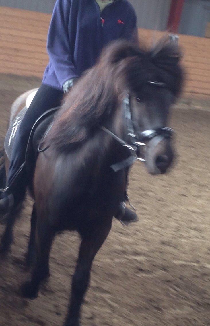 Islænder Blængur fra Hindø billede 15