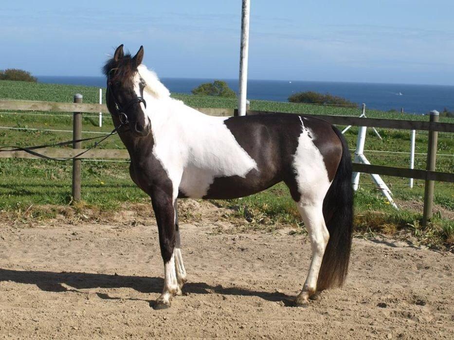 Tysk Sportspony Kyesgårds Zeldana (solgt) billede 1