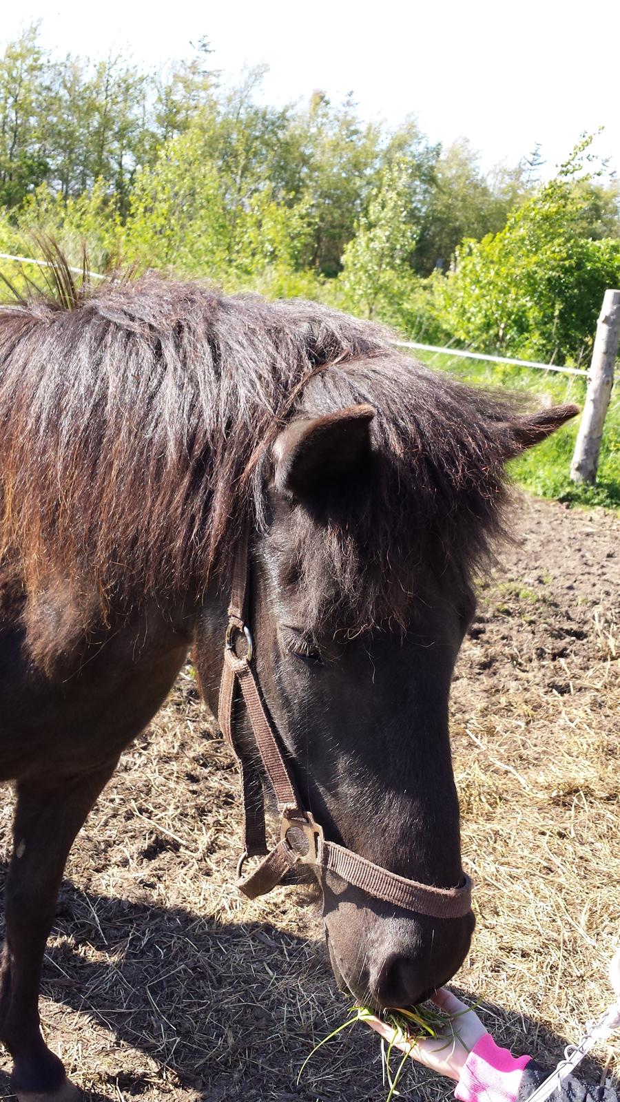 Islænder Börma billede 6