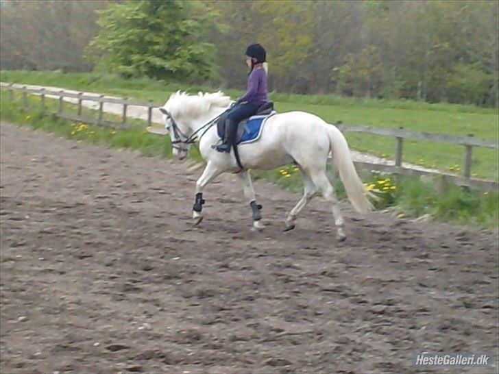 Anden særlig race Flying Blackie//Kiks - 5 år siden.. Sket meget og så alligevel ik'? billede 13