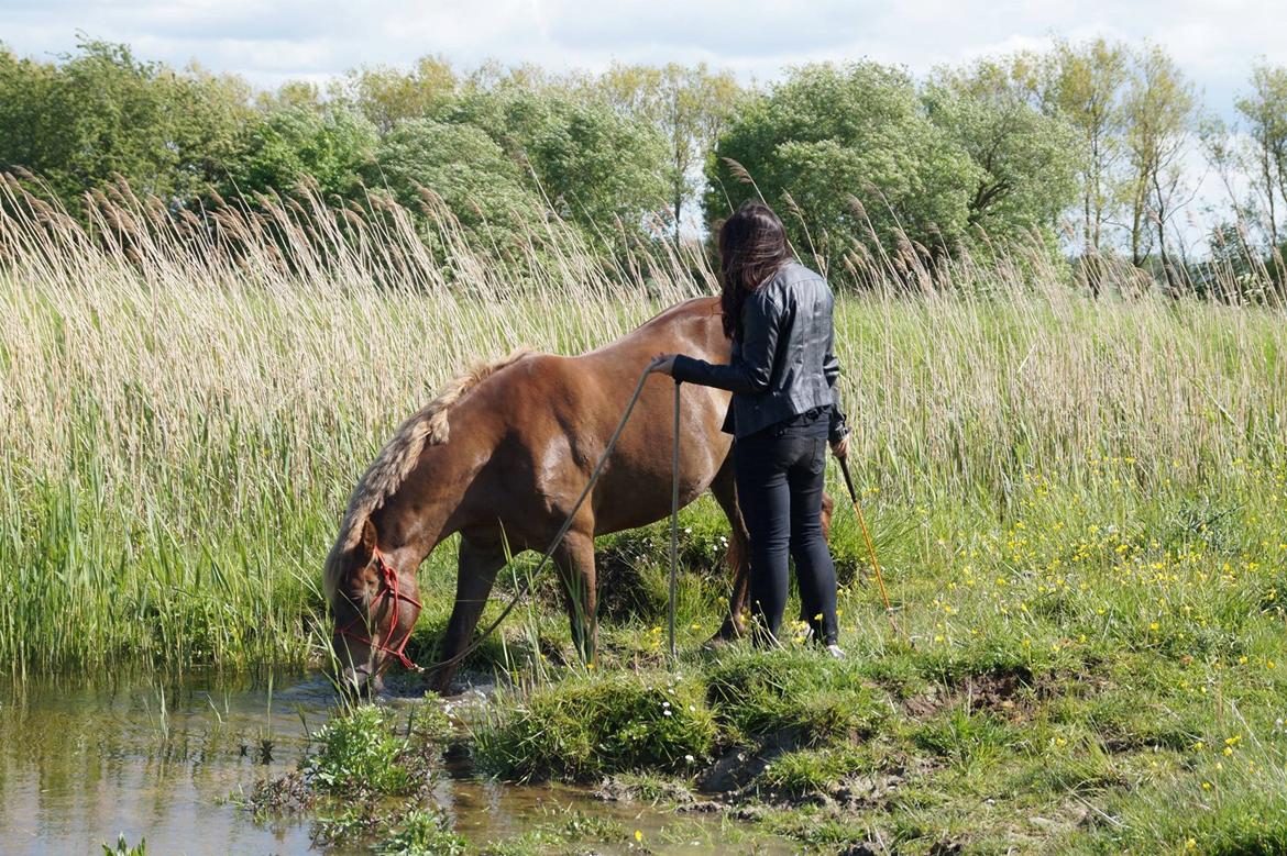 New Forest Romeo's Jolie billede 13