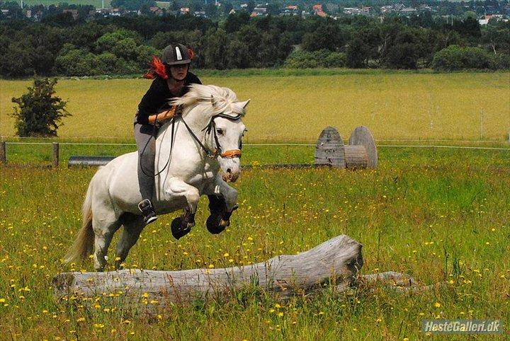 Anden særlig race Kiks - Sommer 2011 - terræn uden sadel. billede 5