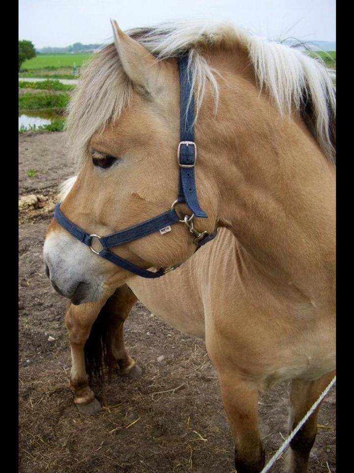 Fjordhest Sputnik billede 12