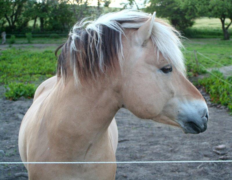 Fjordhest Sputnik billede 14