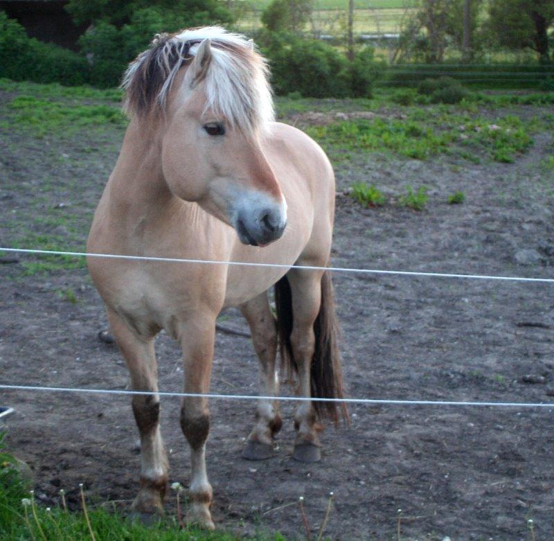 Fjordhest Sputnik billede 15