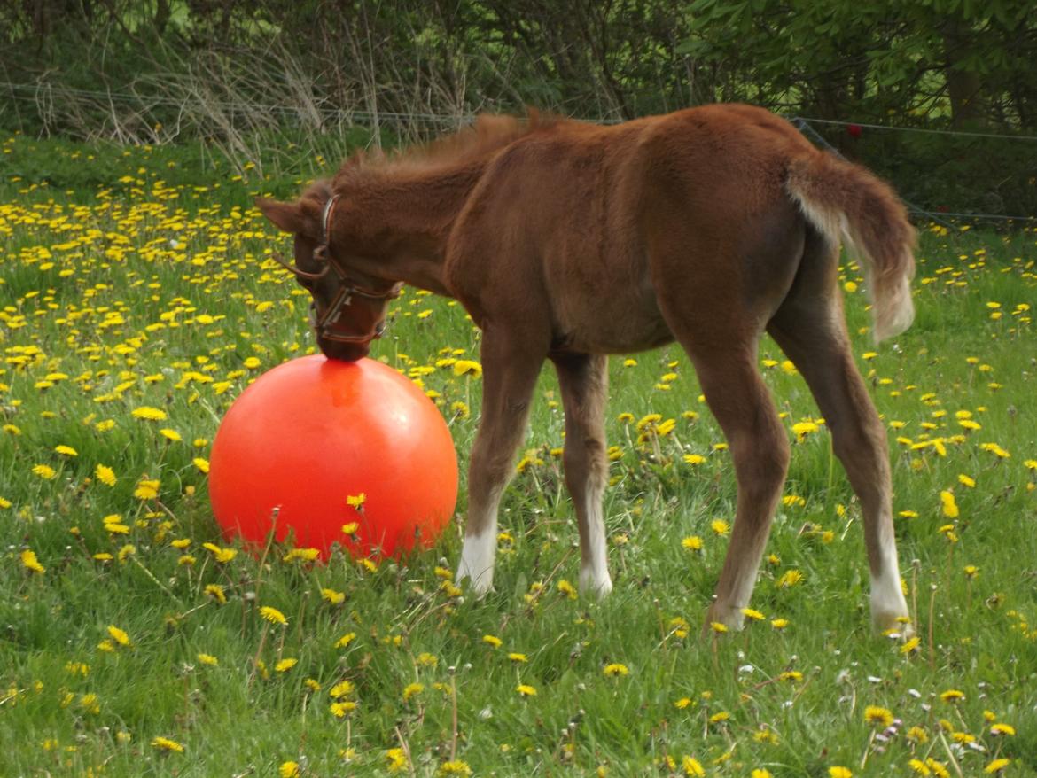 Welsh Pony (sec B) stud moon`s lucky moon  billede 14