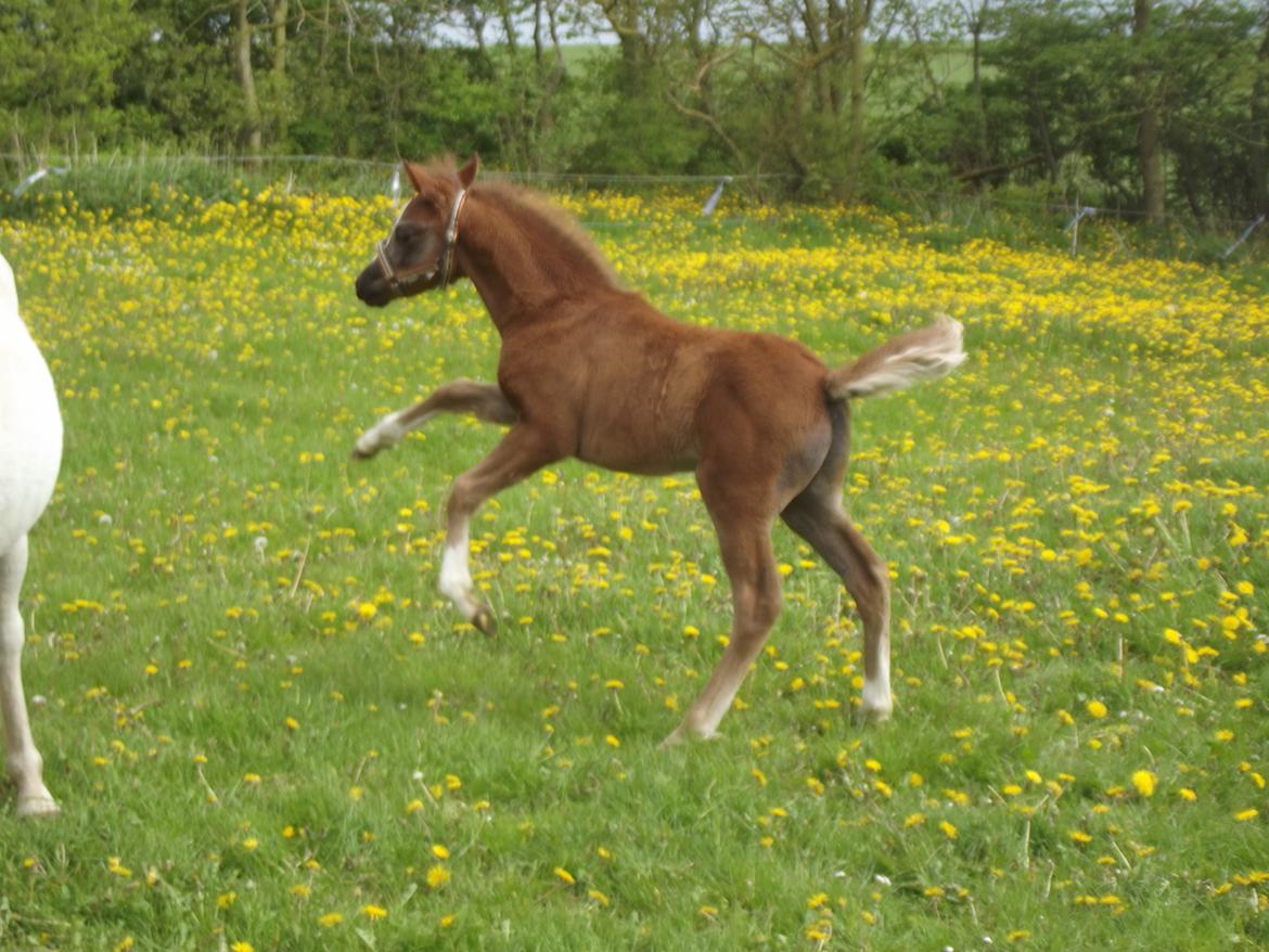 Welsh Pony (sec B) stud moon`s lucky moon  billede 15